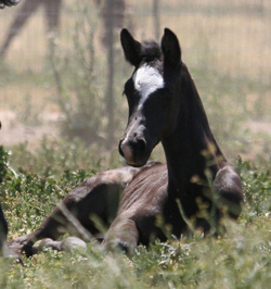 Rumba in the grass