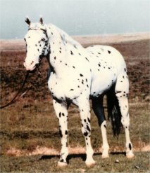 Club Tuff Spots, sire of Wapiti Sundance Club