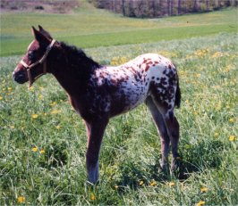 2003 Appaloosa filly by Wapiti Sundance Club